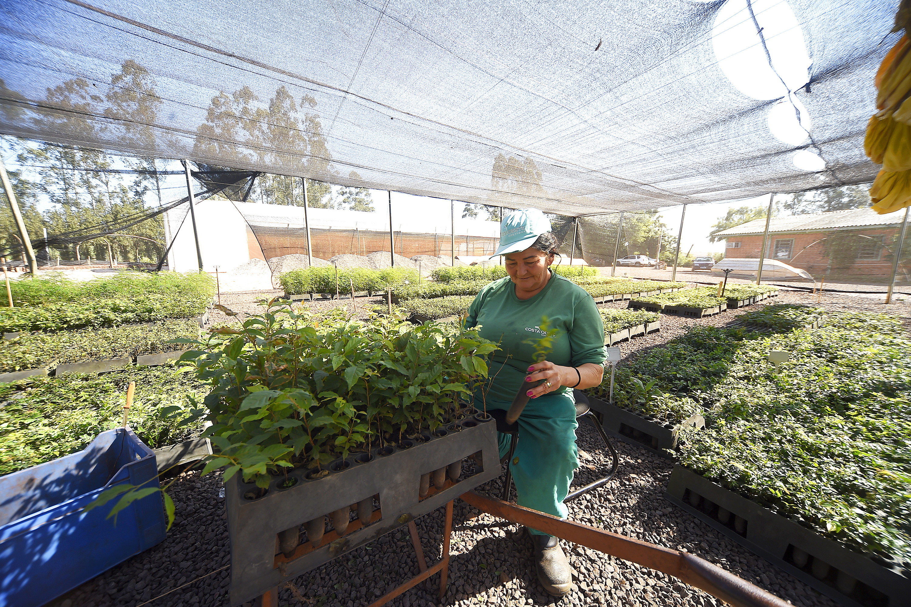 IAT anuncia plano de modernização sustentável de viveiros e laboratórios de mudas