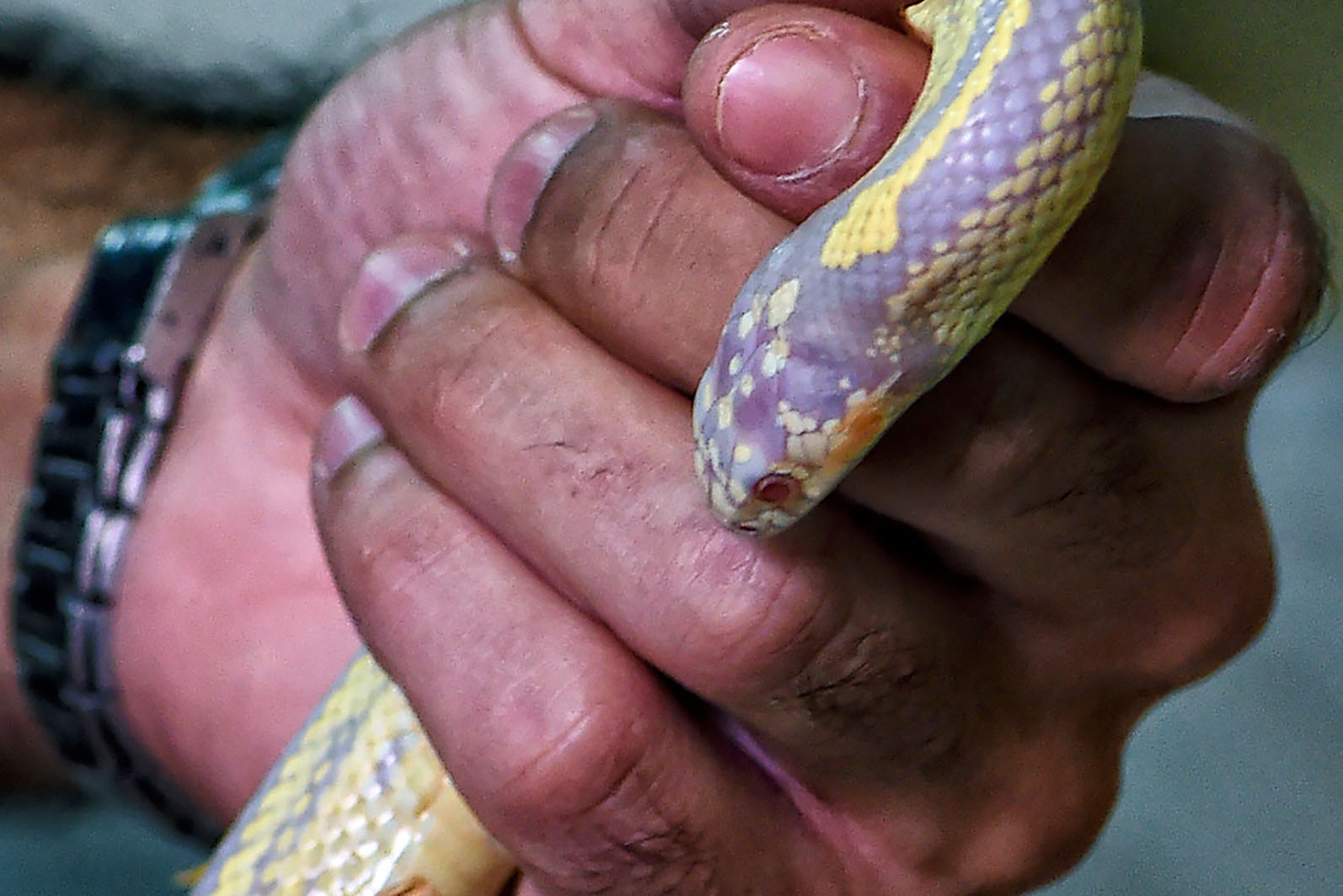 Corn snake (Pantherophis guttatus)