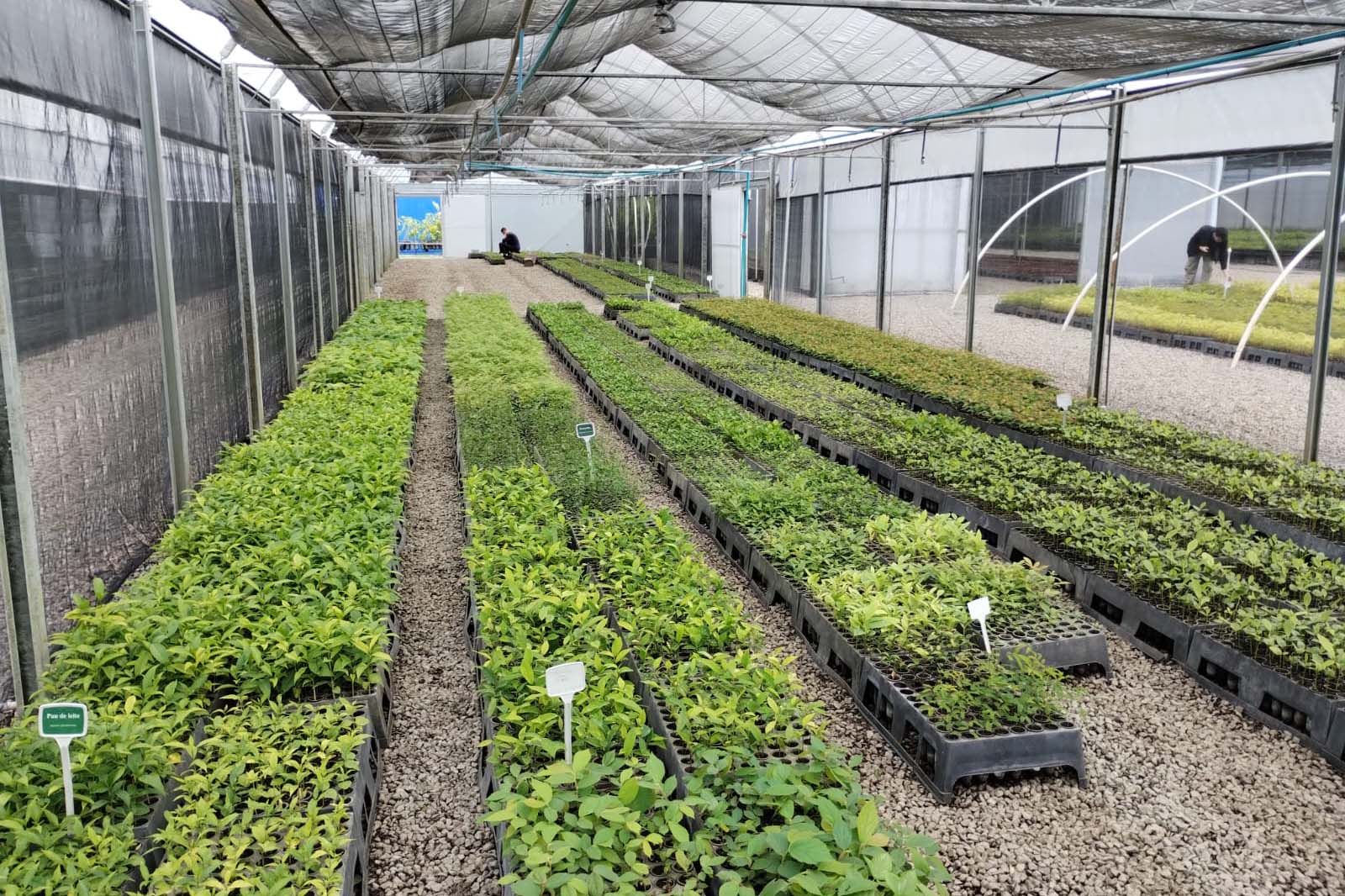 Nova Portaria editada pelo Instituto Água e Terra prevê novas diretrizes para a doação de mudas no Paraná.