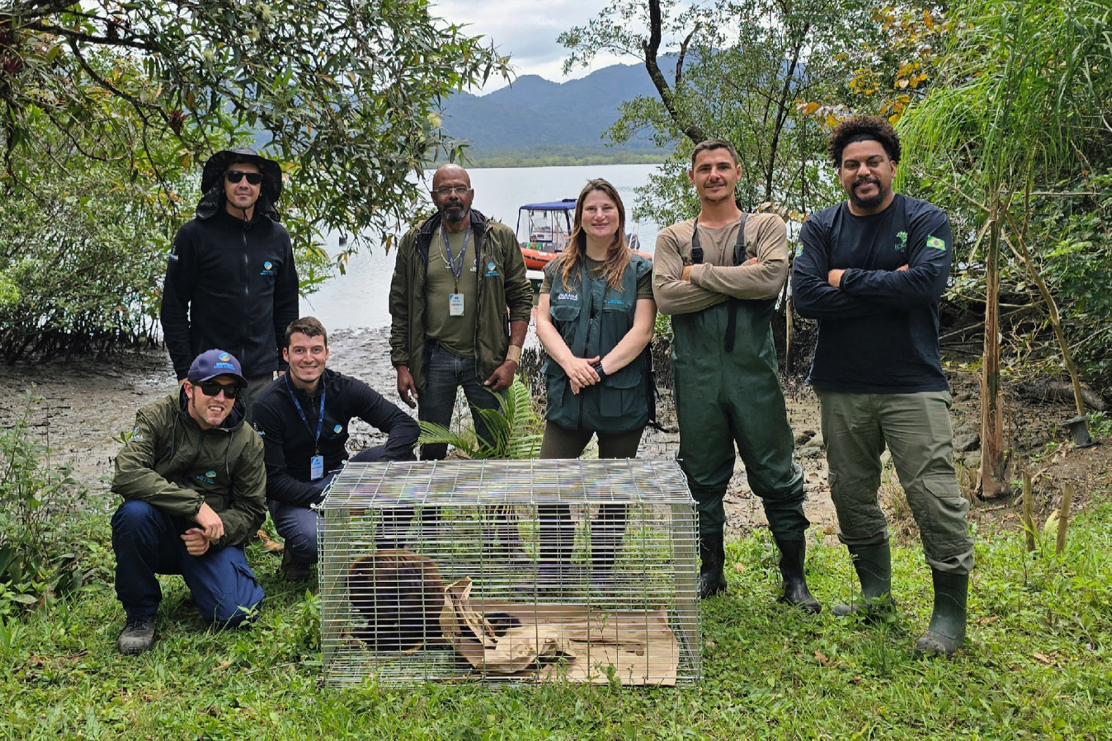 Após ser encontrado no mar, bugio-ruivo é reintegrado à natureza no Litoral do Paraná