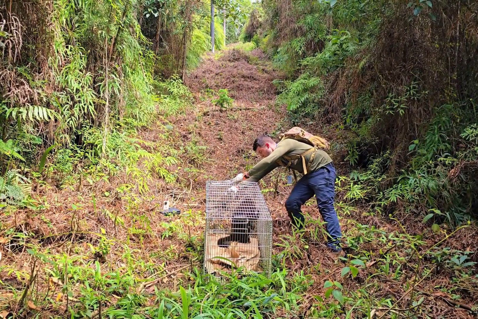 Após ser encontrado no mar, bugio-ruivo é reintegrado à natureza no Litoral do Paraná
