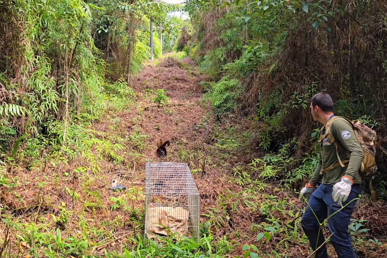Após ser encontrado no mar, bugio-ruivo é reintegrado à natureza no Litoral do Paraná