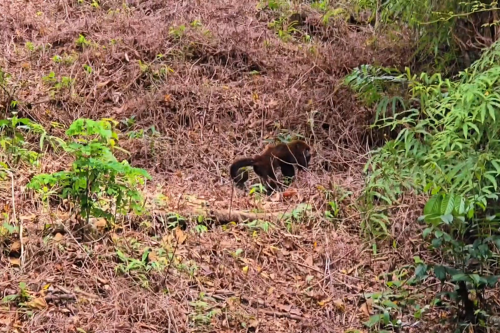 Após ser encontrado no mar, bugio-ruivo é reintegrado à natureza no Litoral do Paraná
