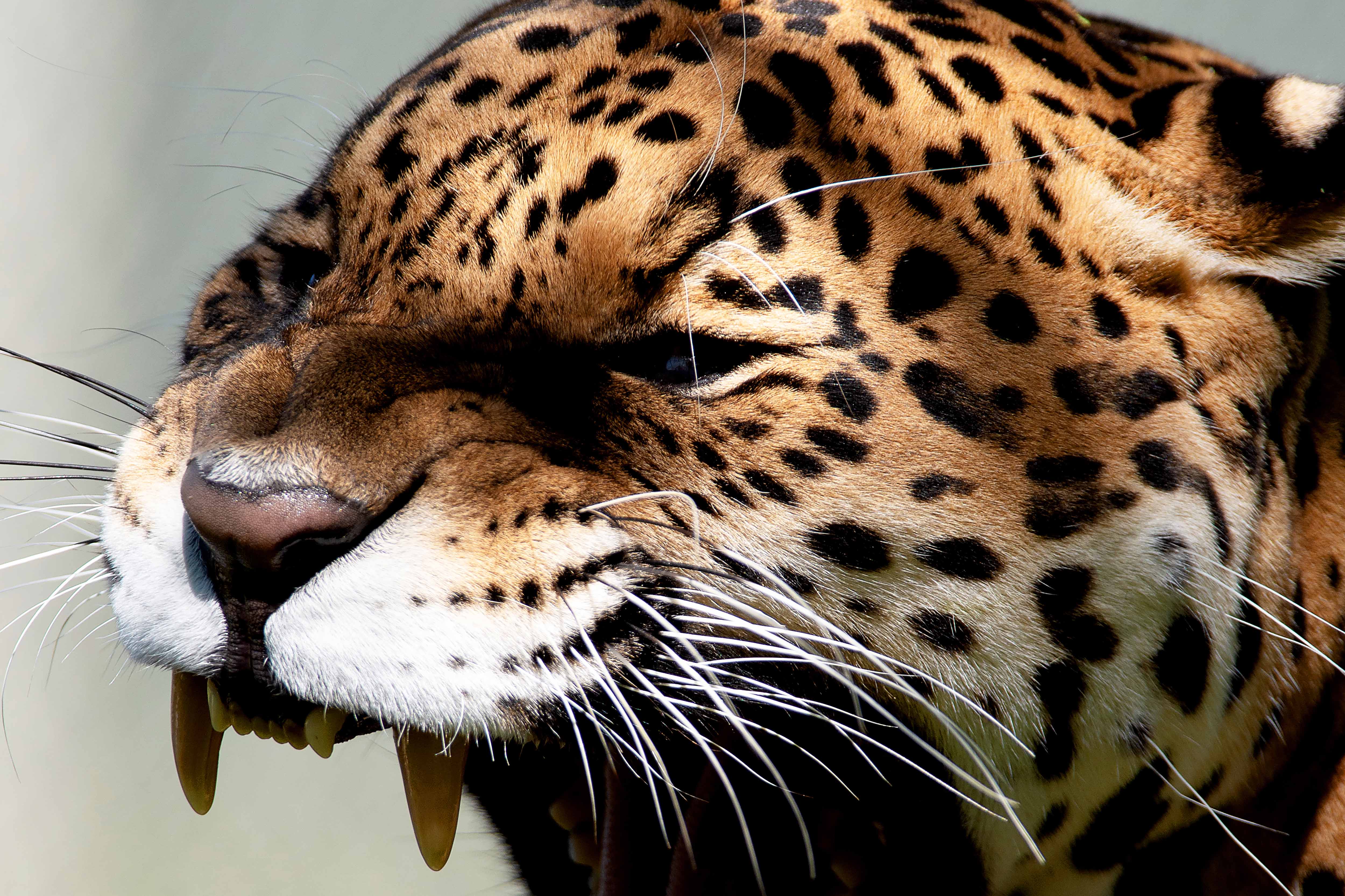 Dia Nacional de Defesa da Fauna Silvestre: veja cinco ações para proteger os animais