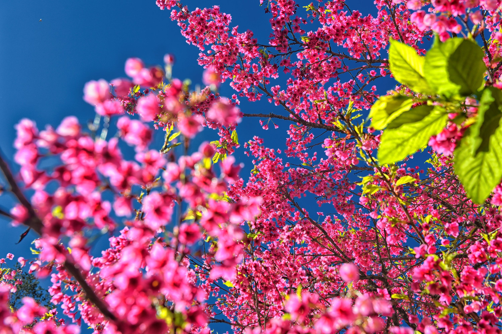primavera