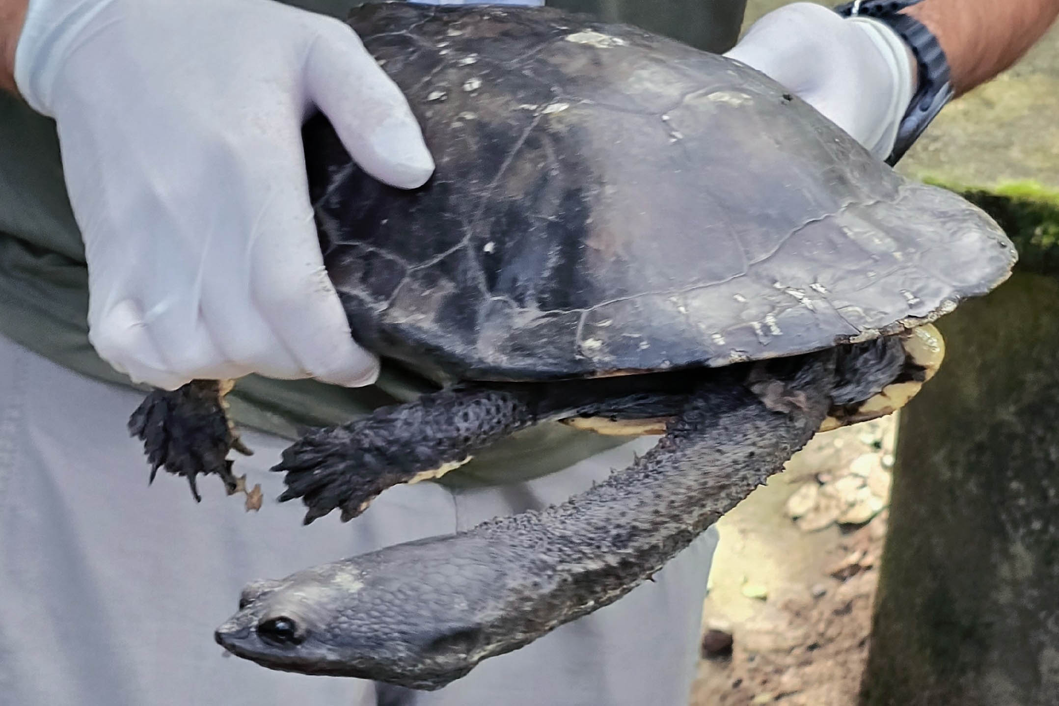 Cágado-pescoço-de-cobra foi devolvido ao seu habitat natural nesta terça-feira (23) por técnicos do Instituto Água e Terra (IAT).