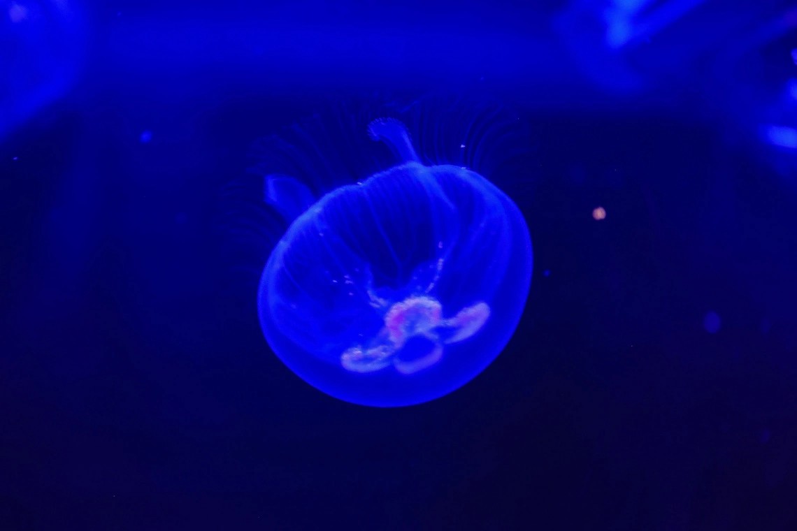 Foto: Jonathan Campos/AEN