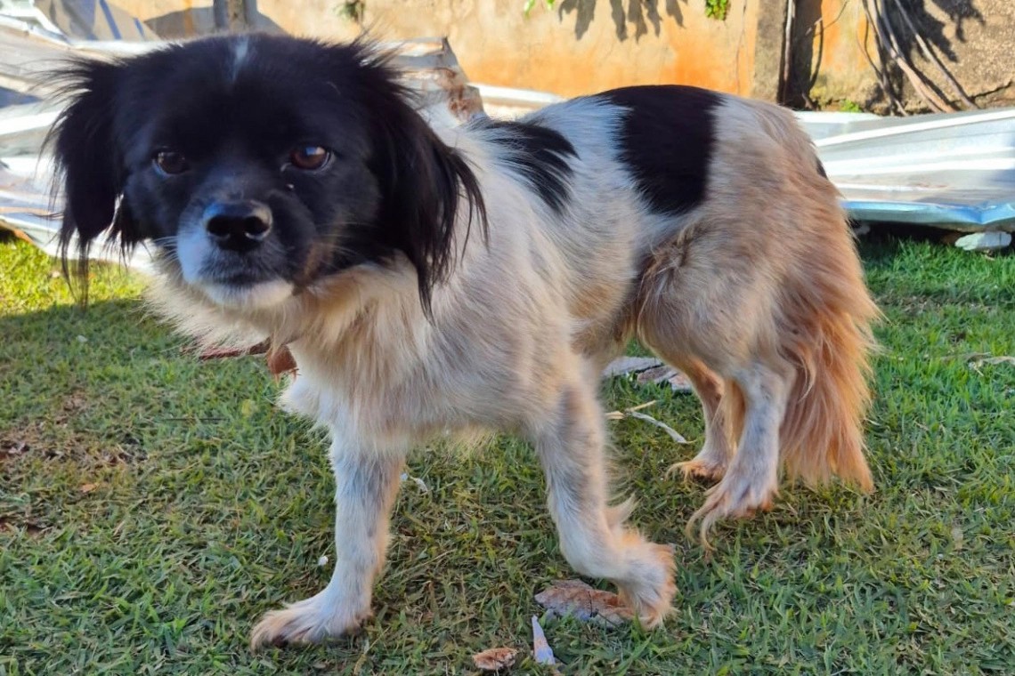Rede Estadual de Manejo de Animais em Desastres (REMAD) já atendeu mais de 2.300 animais na região destruída pelo tornado da semana passada Foto: IAT