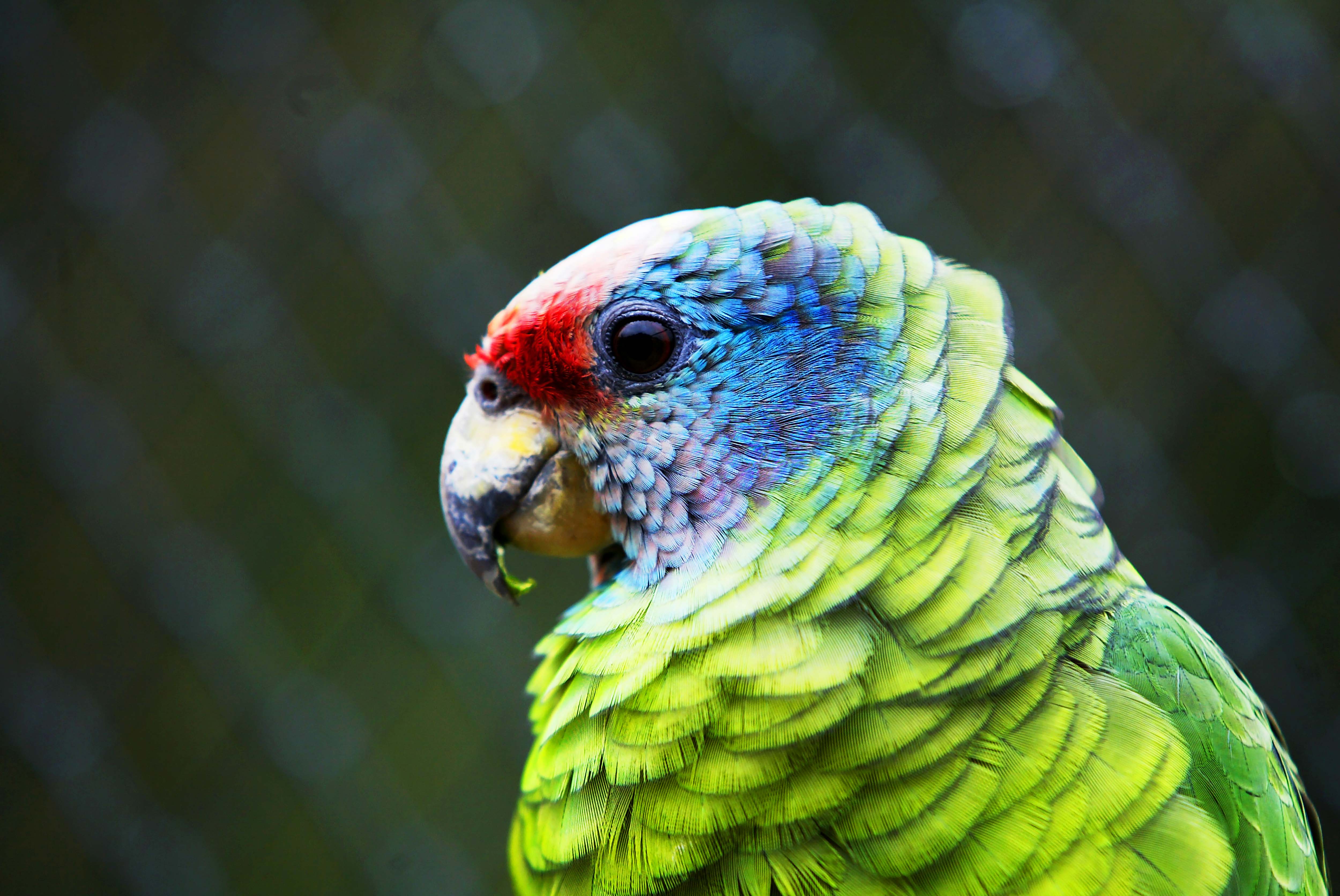 IAT reforça orientações sobre compra legal de animais silvestres; veja as regras