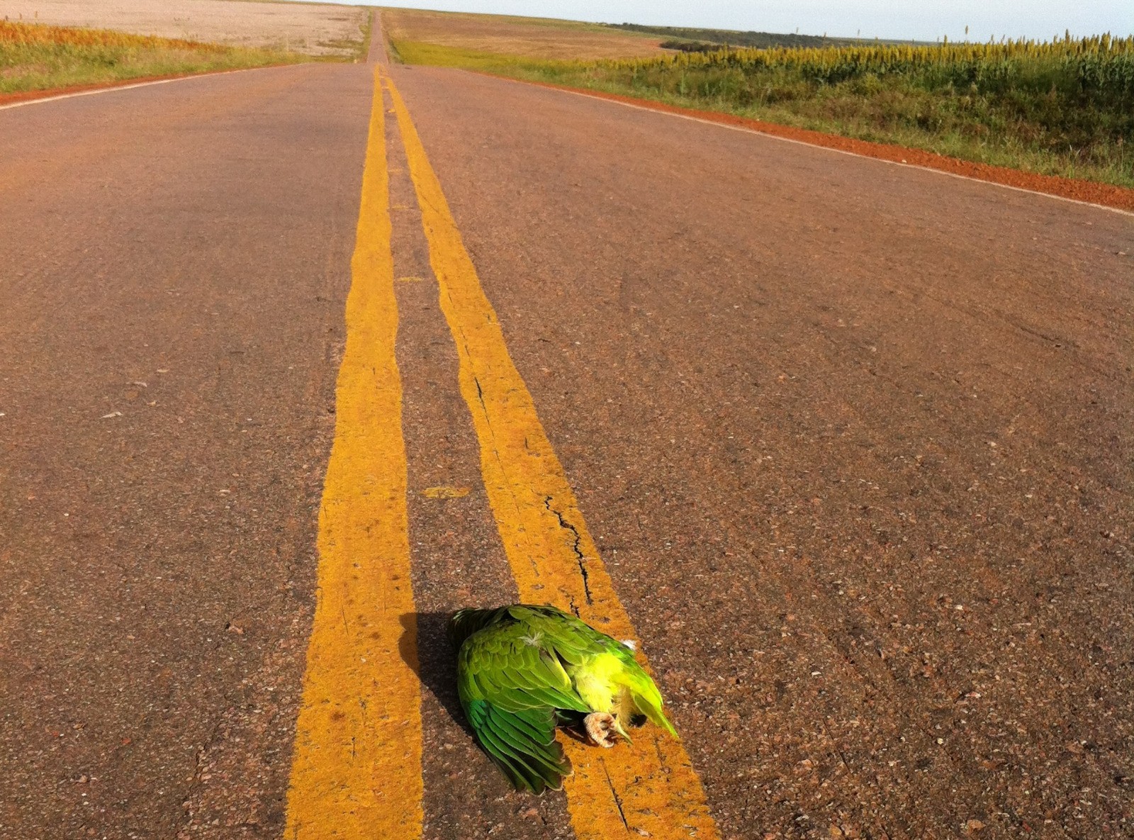 cuidados com animais silvestres nas estradas