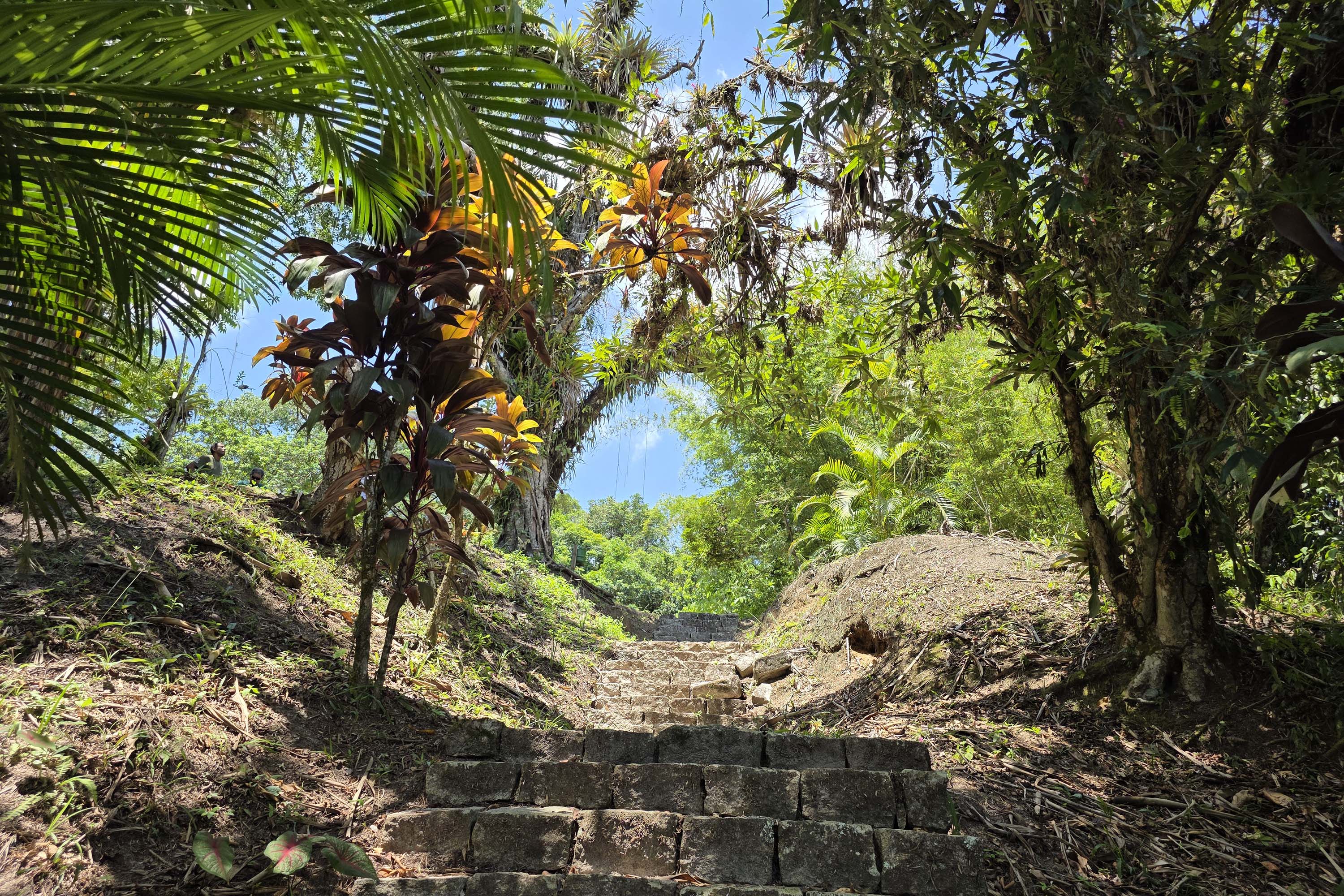 Parque Estadual do Palmito, em Paranaguá, vai receber uma oficina sobre restauração ambiental na quarta-feira 