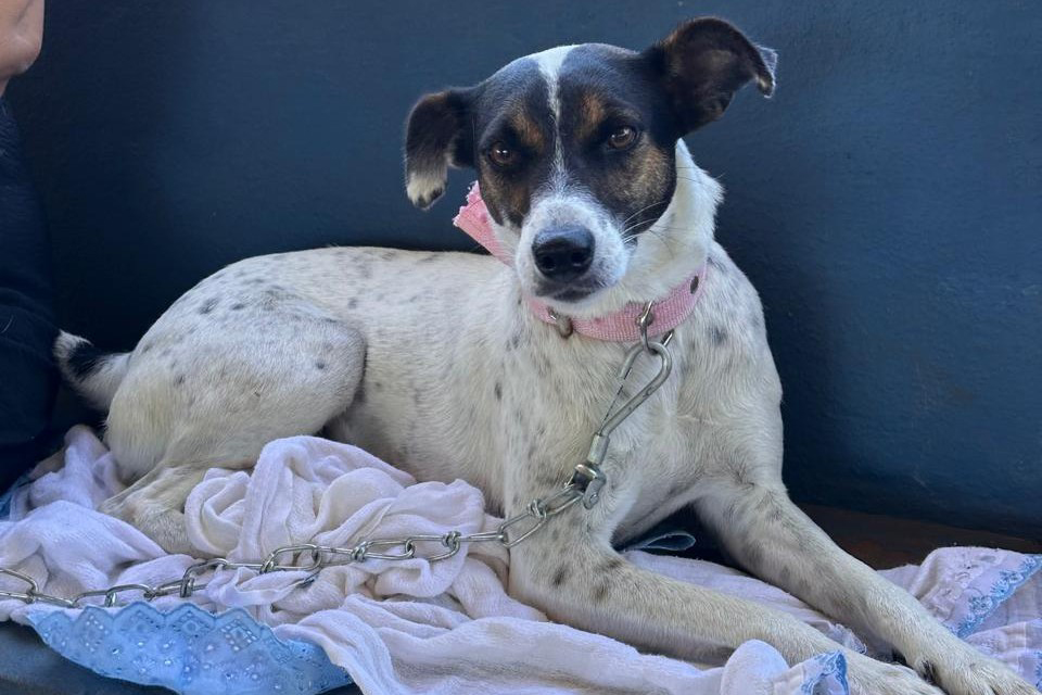 Estado retoma CastraPet em 42 municípios em janeiro