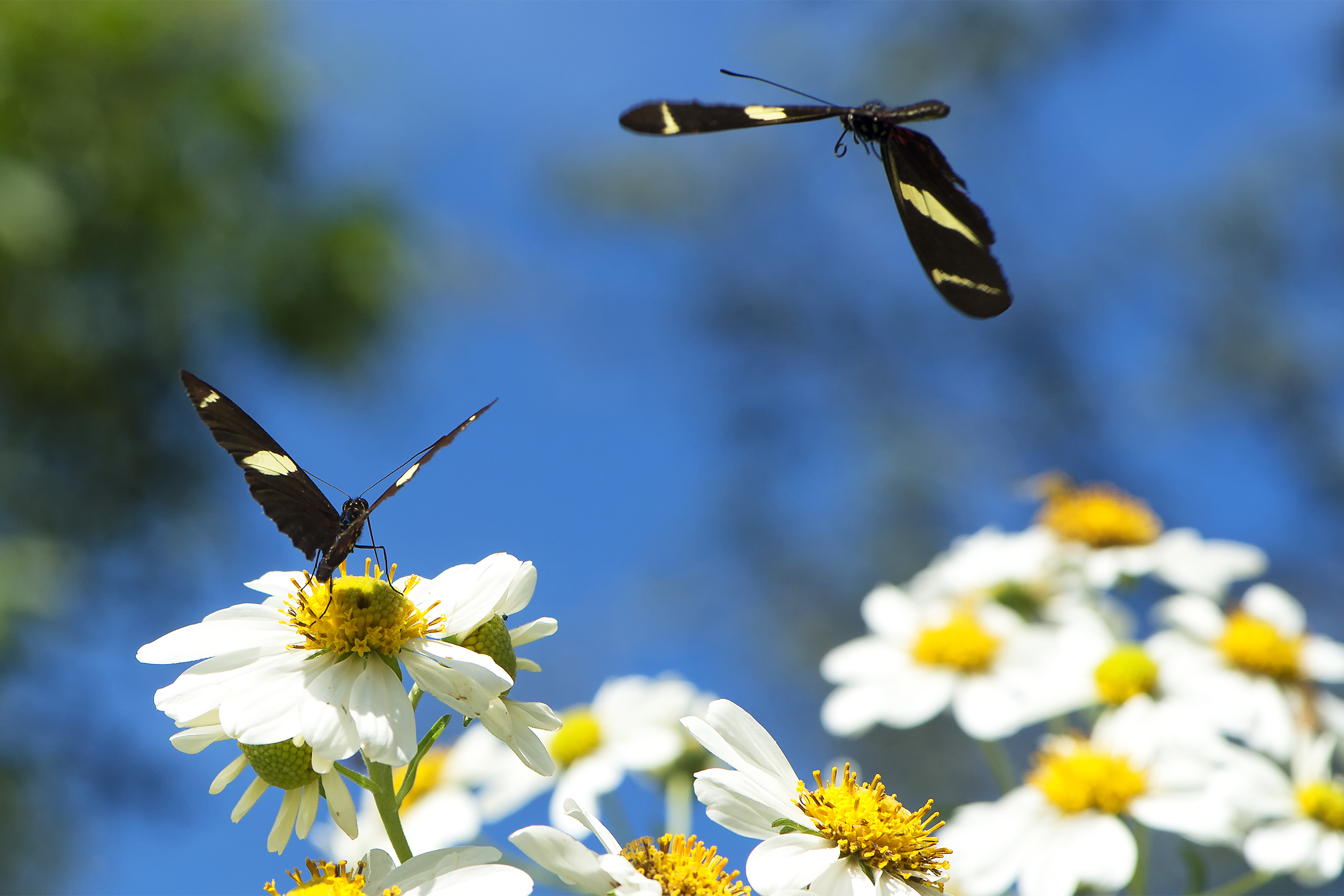 Paraná conta com 78 mil “Maracanãs” de área protegida por Reservas Particulares do Patrimônio Natural 