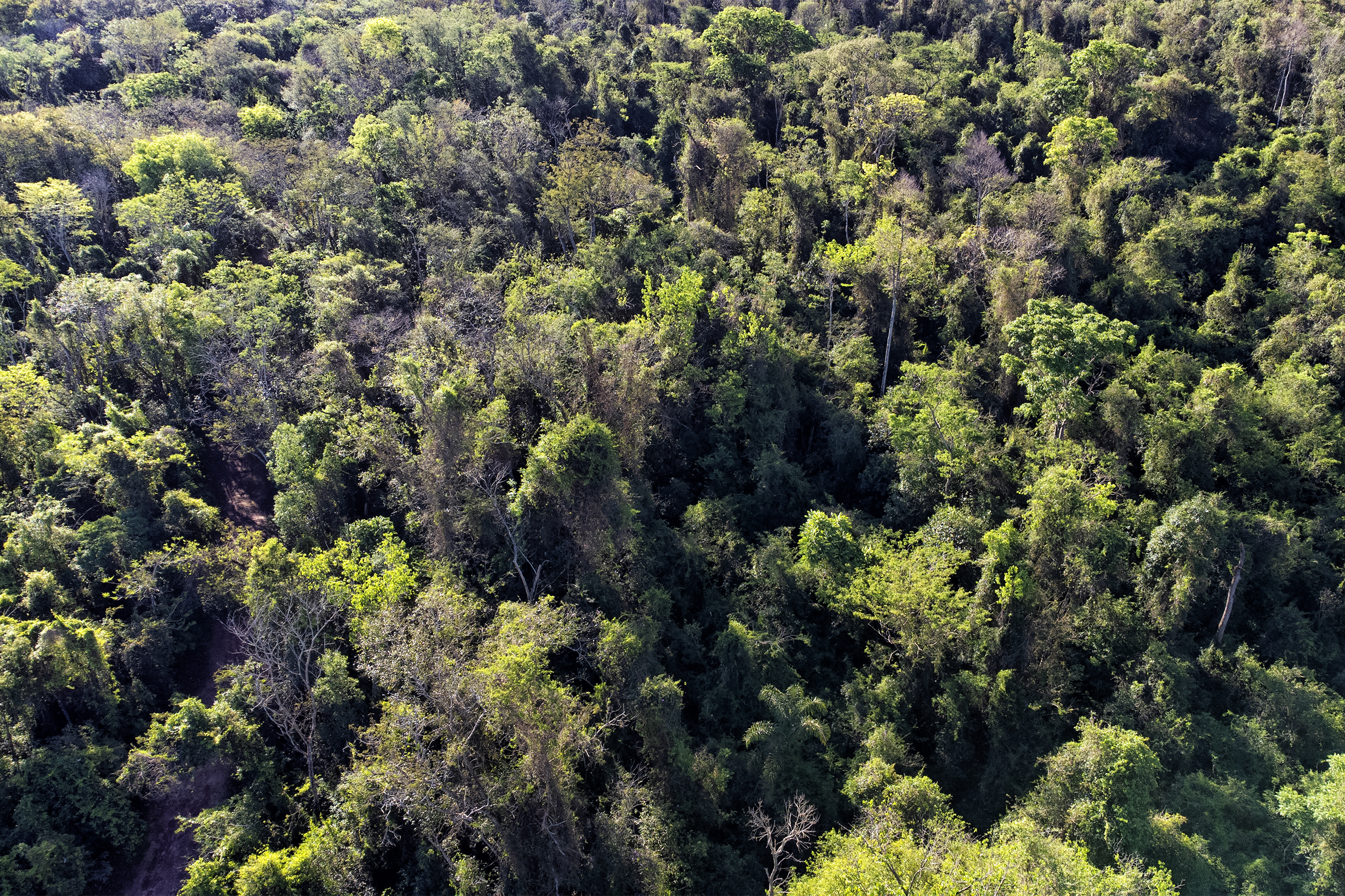 Estado propõe atualização da legislação florestal em novo projeto de lei