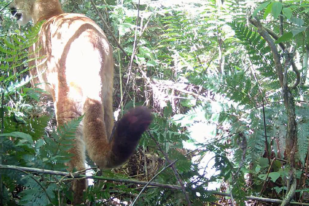 IAT registra pela primeira vez uma onça-parda em mata do Parque Estadual Rio Guarani