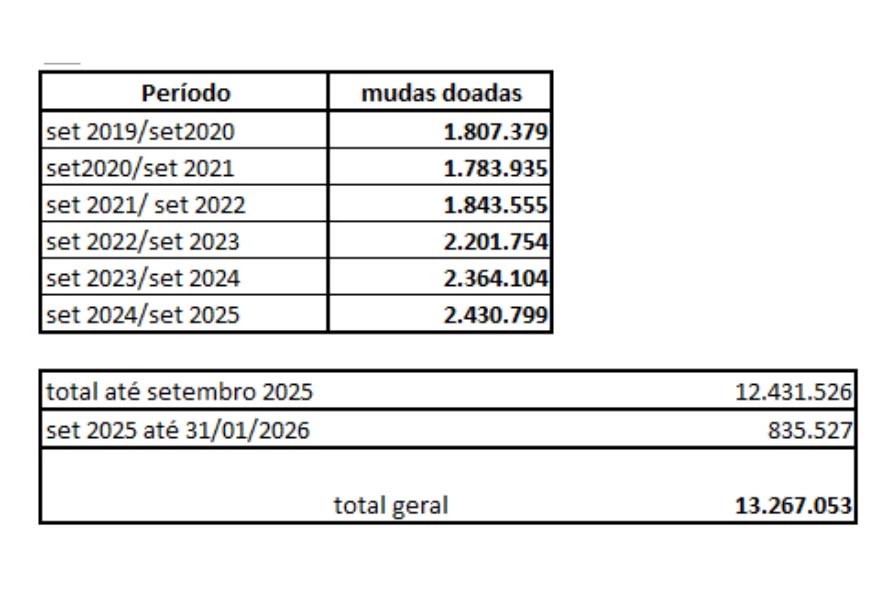 distribuição mudas