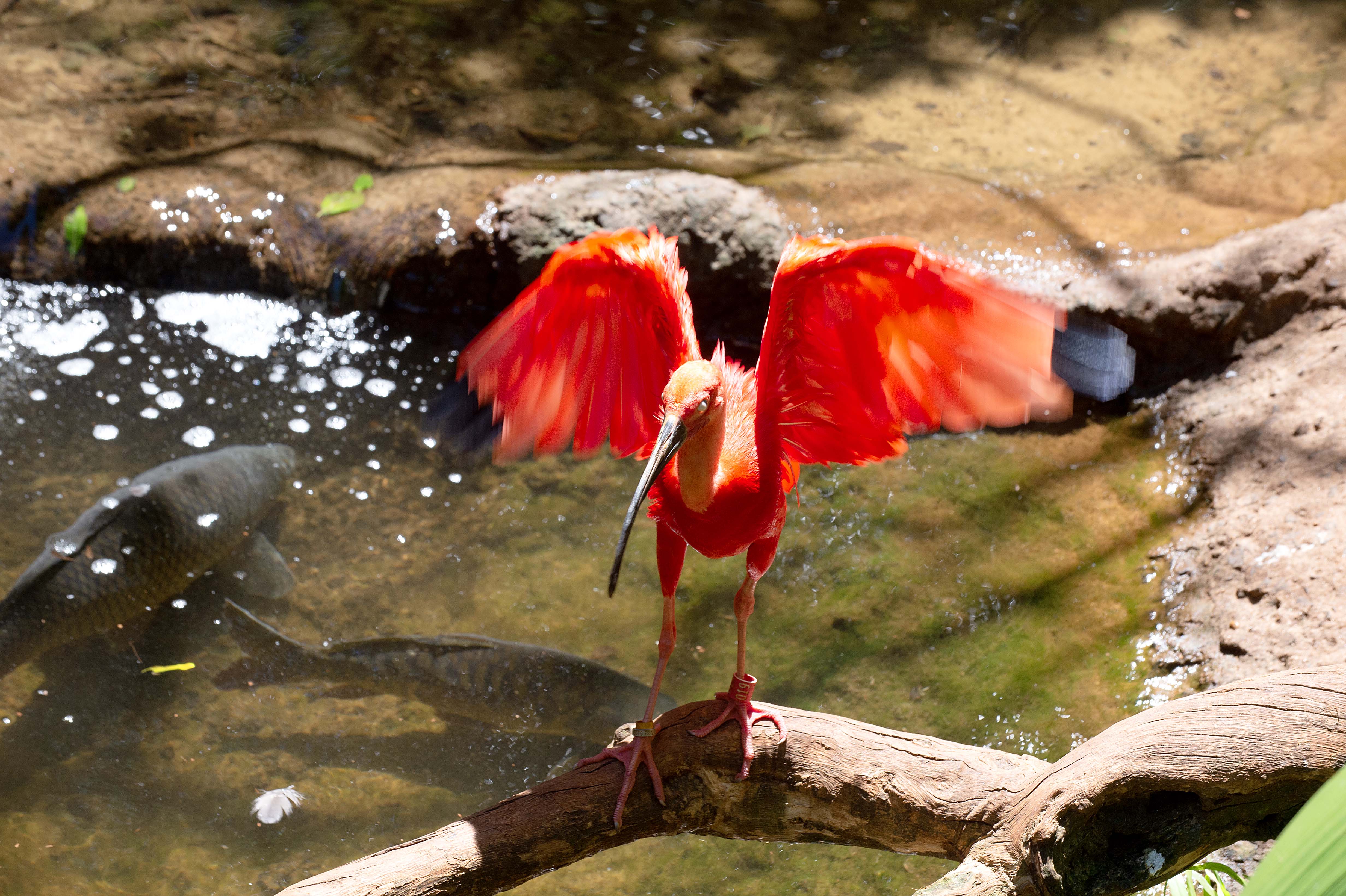 Inscrições abertas para Organizações da Sociedade Civil que desejam compor o Conselho Estadual de Proteção à Fauna Nativa