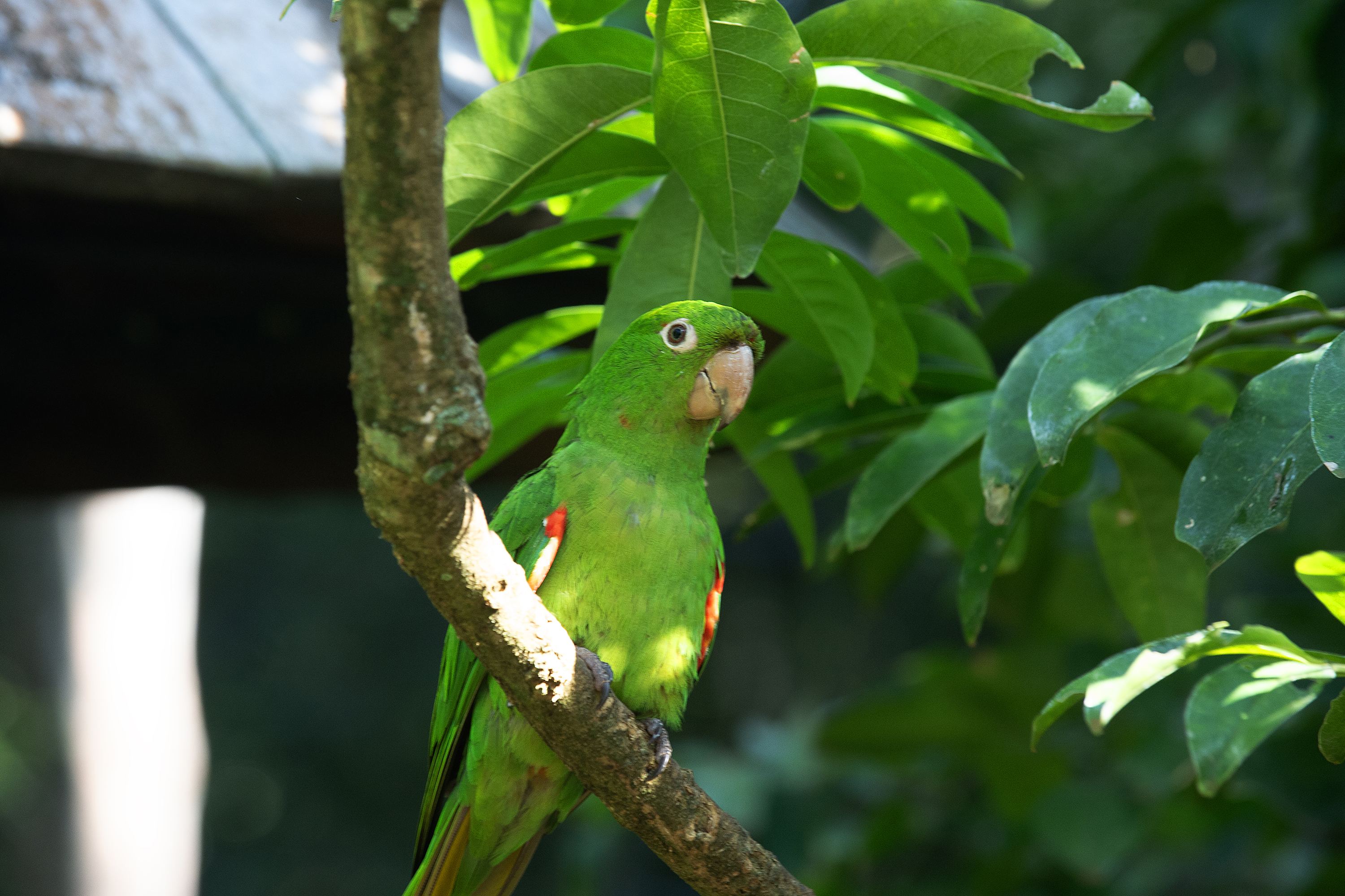 IAT reforça cuidados para a criação de animais silvestres de forma legal