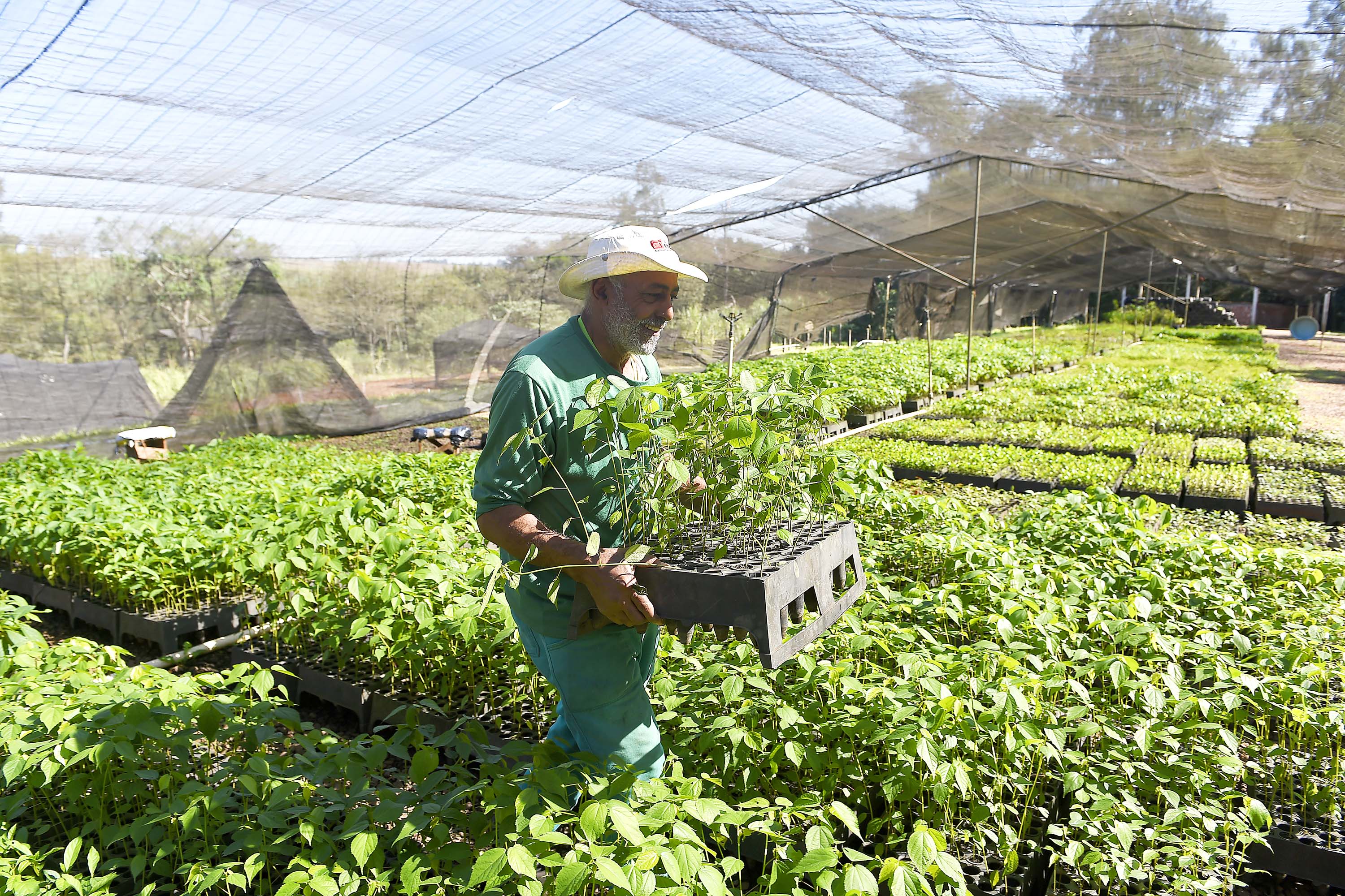 Estado vai ampliar em 20% as espécies de mudas ofertadas à população até 2027