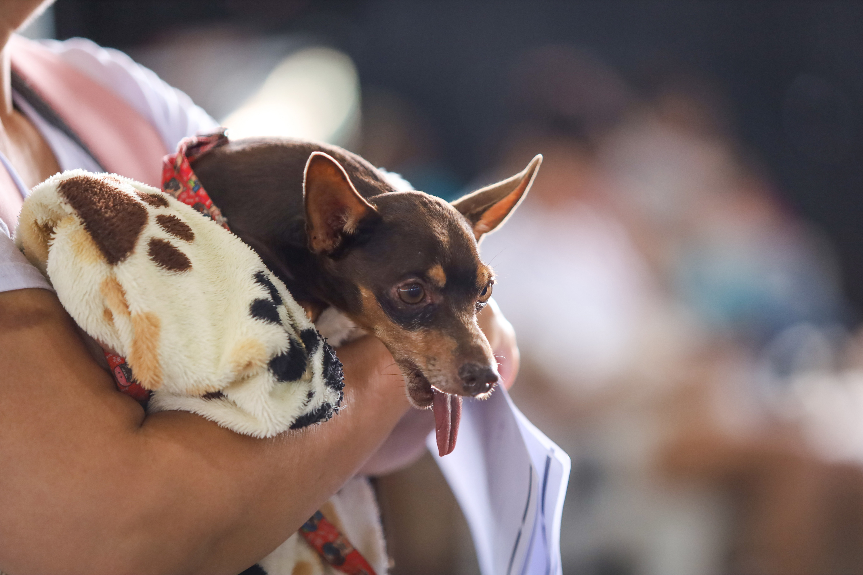 CastraPet vai beneficiar 5,4 mil cães e gatos em maio; agenda começa no feriado