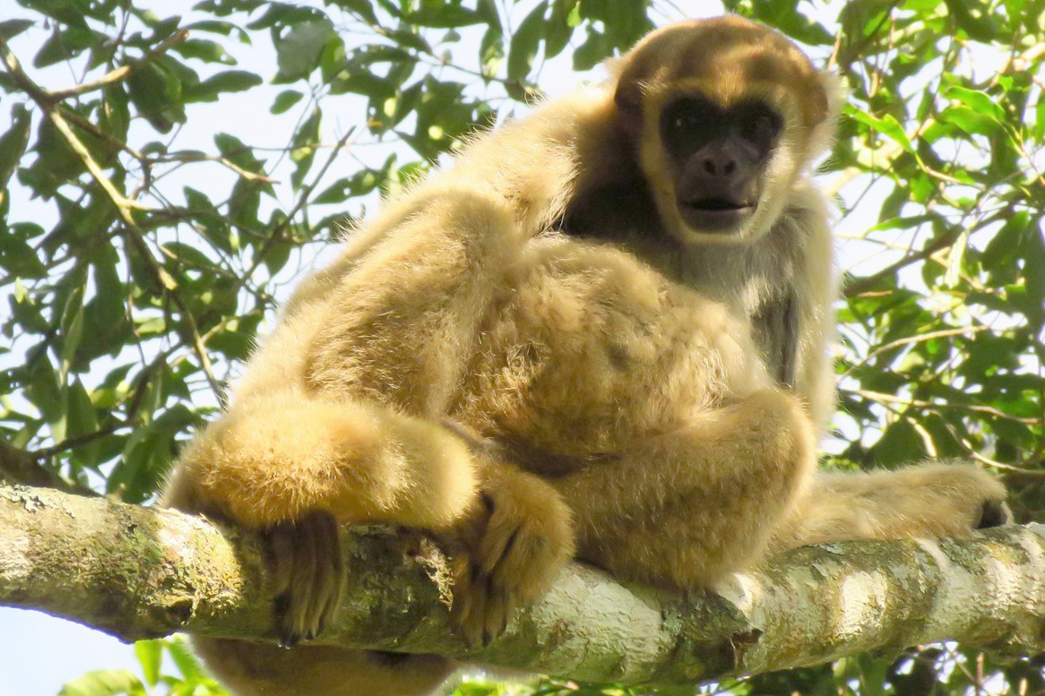 Em Castro: IAT finaliza detalhes para criação da 75ª Unidade de Conservação do Paraná