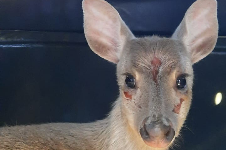 Veado-catingueira encontrado ferido em Irati é solto pelo IAT após tratamento