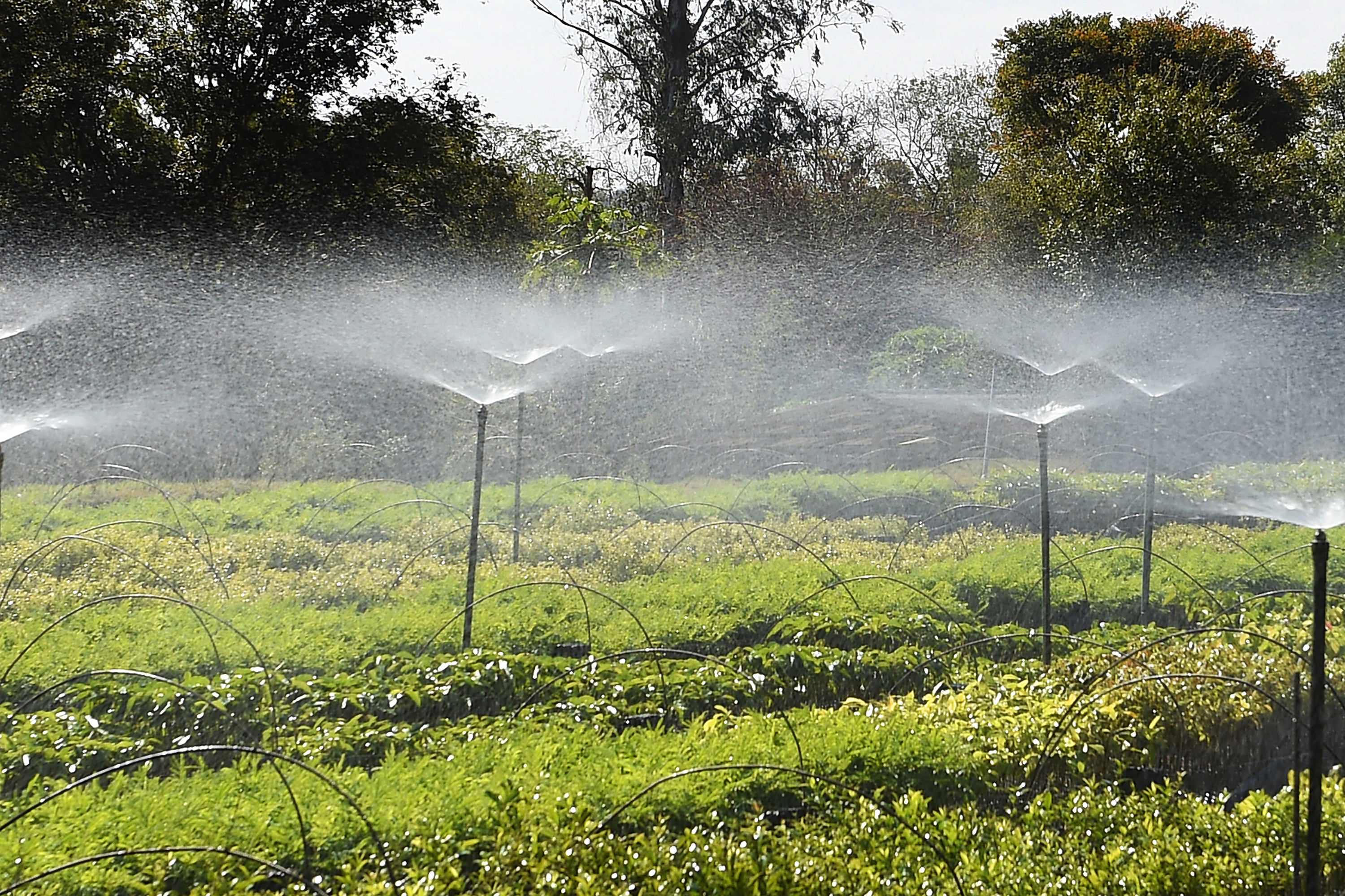 Frio e geadas exigem atenção no plantio de mudas, alerta Instituto Água e Terra