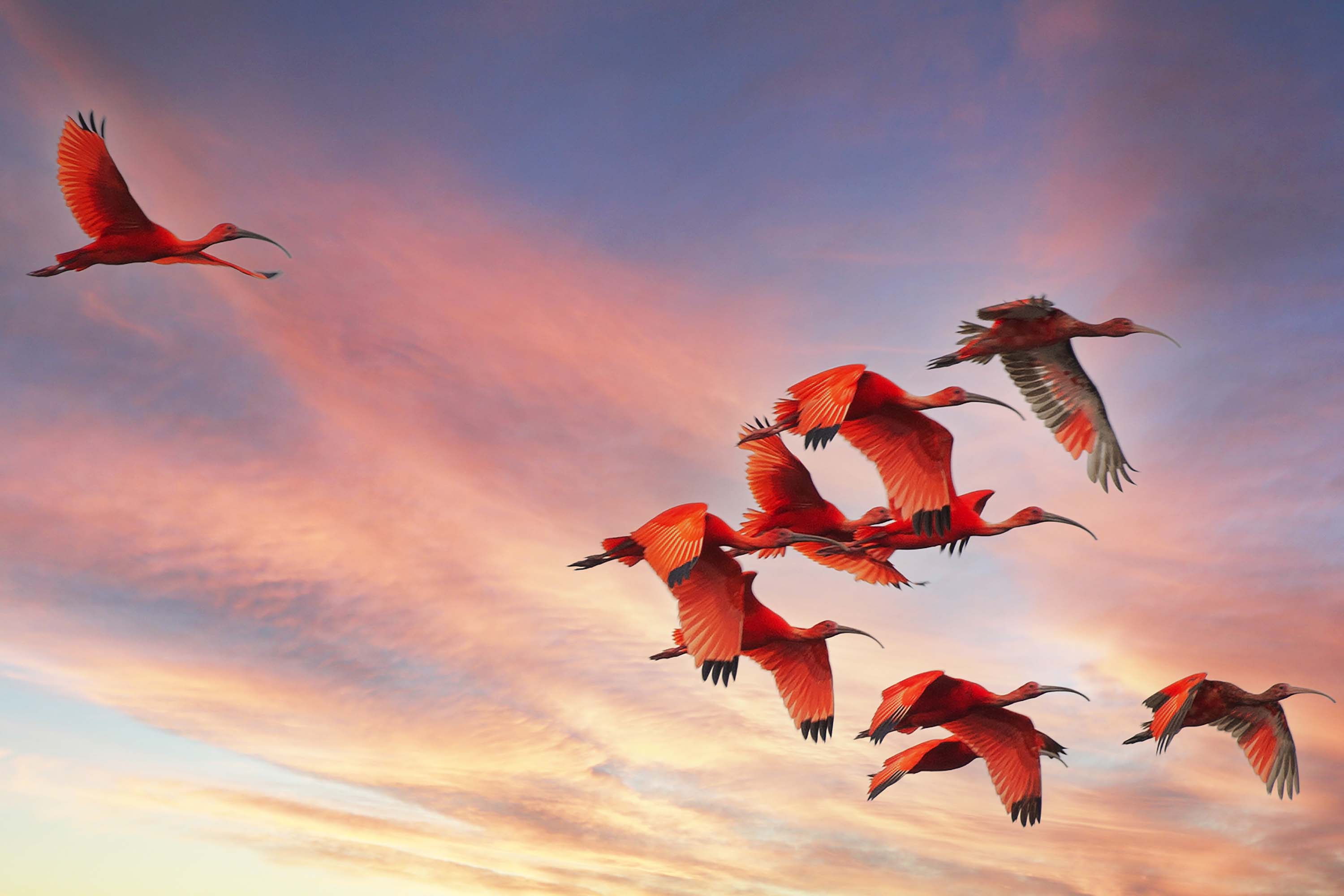 Cores da Natureza do Paraná: Sedest lança livro fotográfico da biodiversidade do Estado