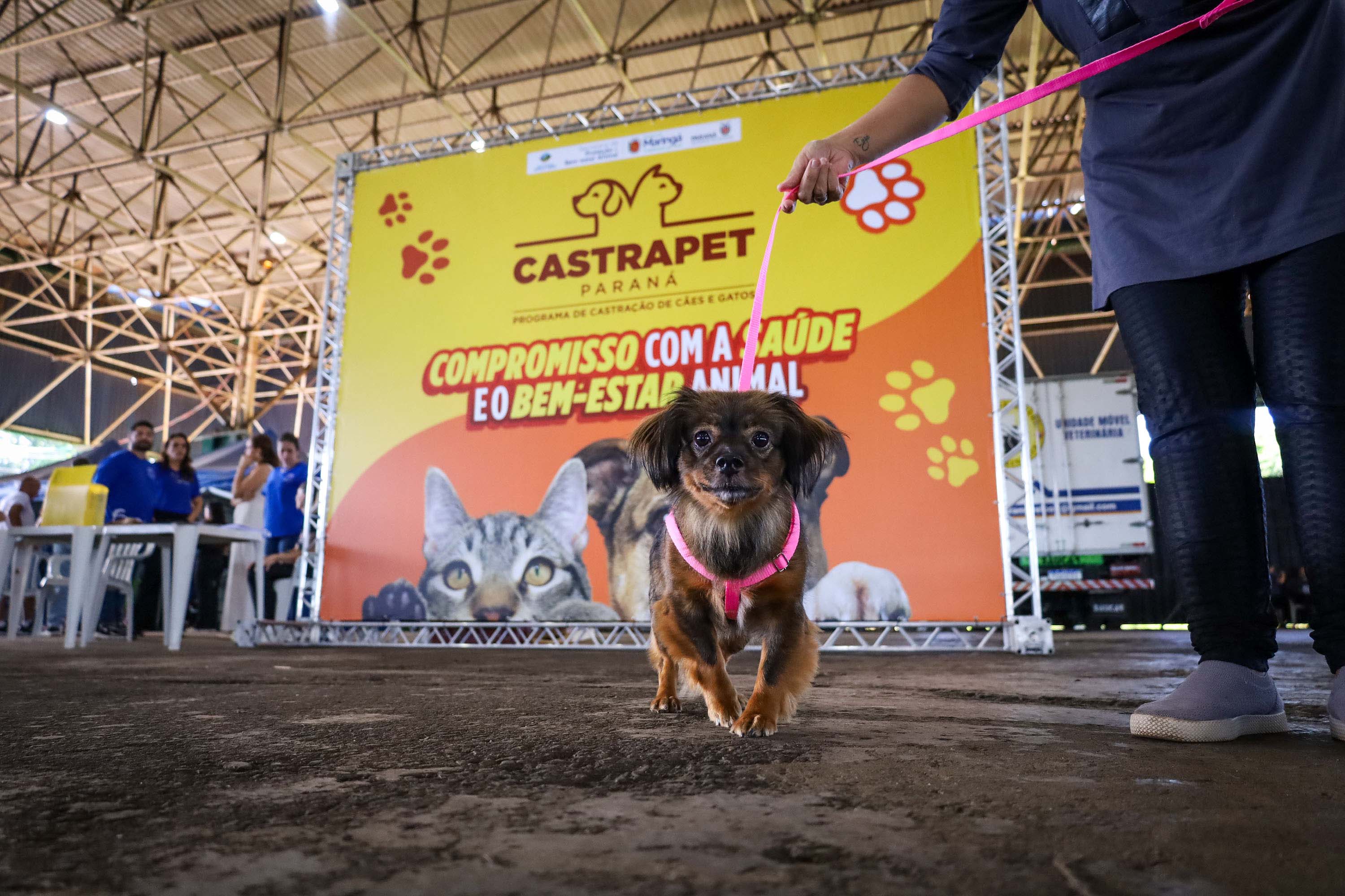 CastraPet Paraná vai passar por 37 municípios e beneficiar 6 mil animais em junho
