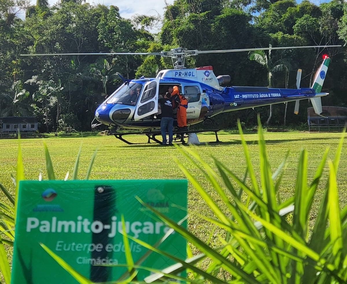 IAT faz a dispersão de 700 mil sementes de palmito-juçara para restaurar a Mata Atlântica