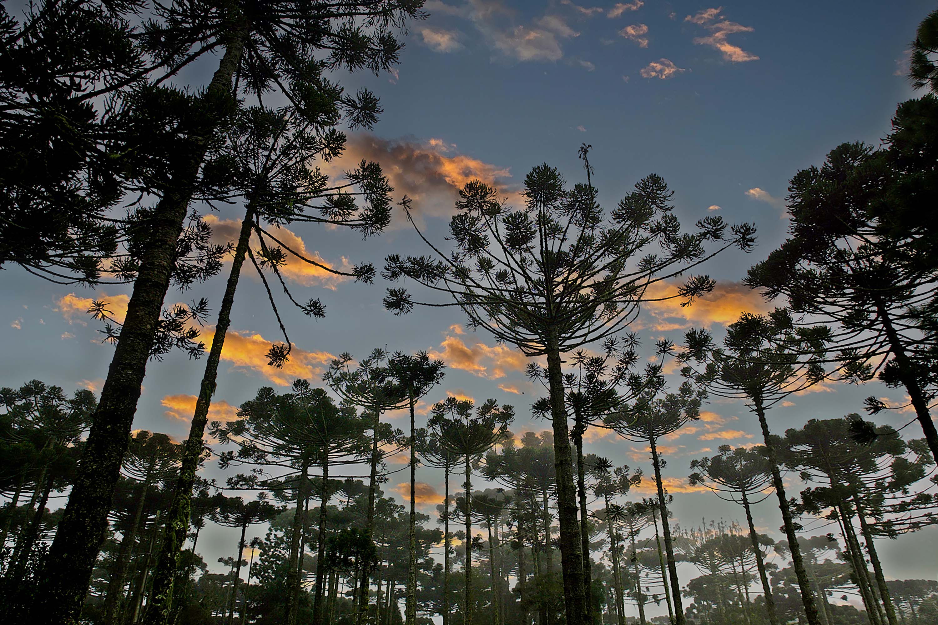 Paraná planta o futuro: distribuição de 668 mil mudas de Araucária reforçam símbolo do Estado 