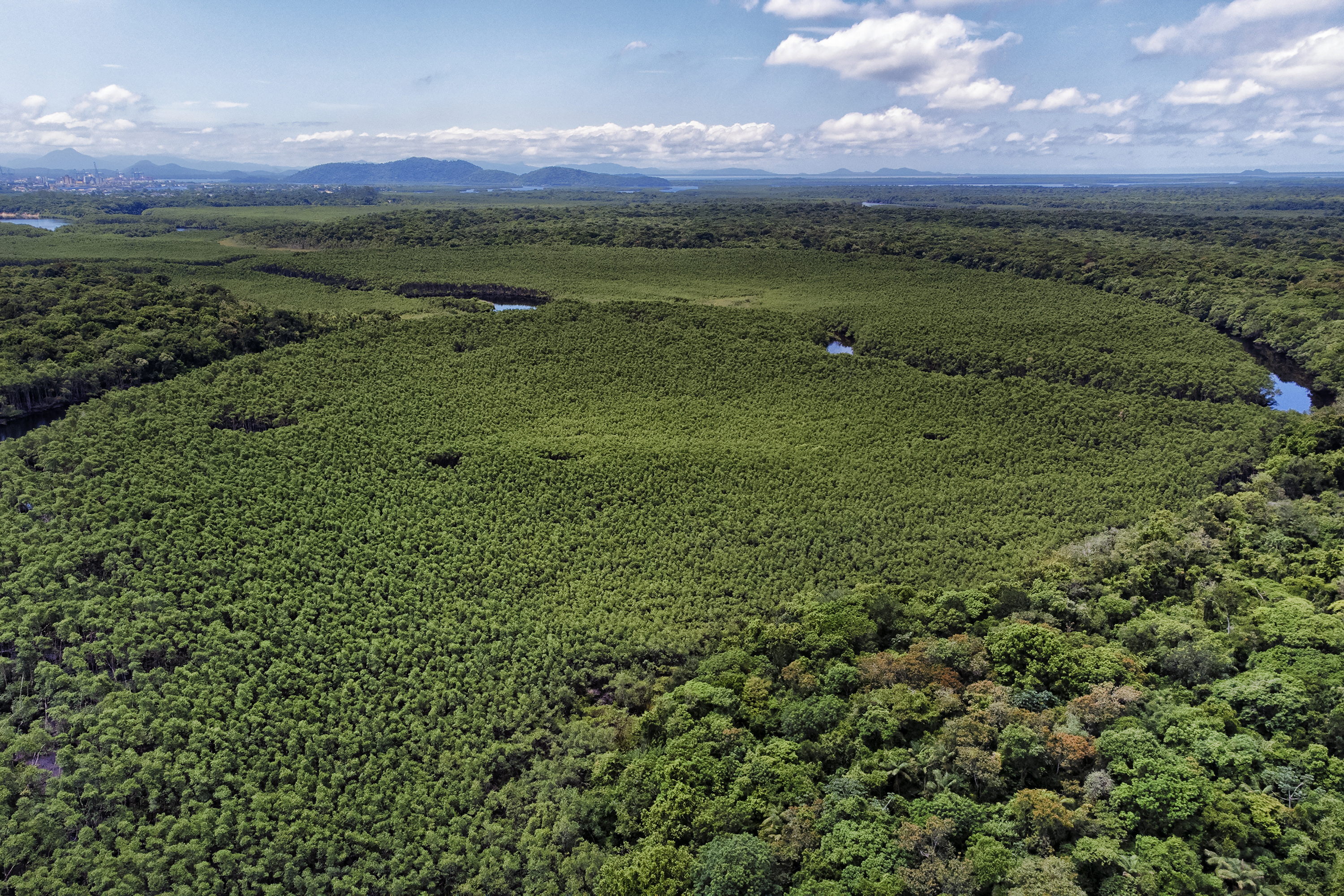 Paraná reduziu em 87,5% desmatamento da Mata Atlântica entre 2020 e 2025 