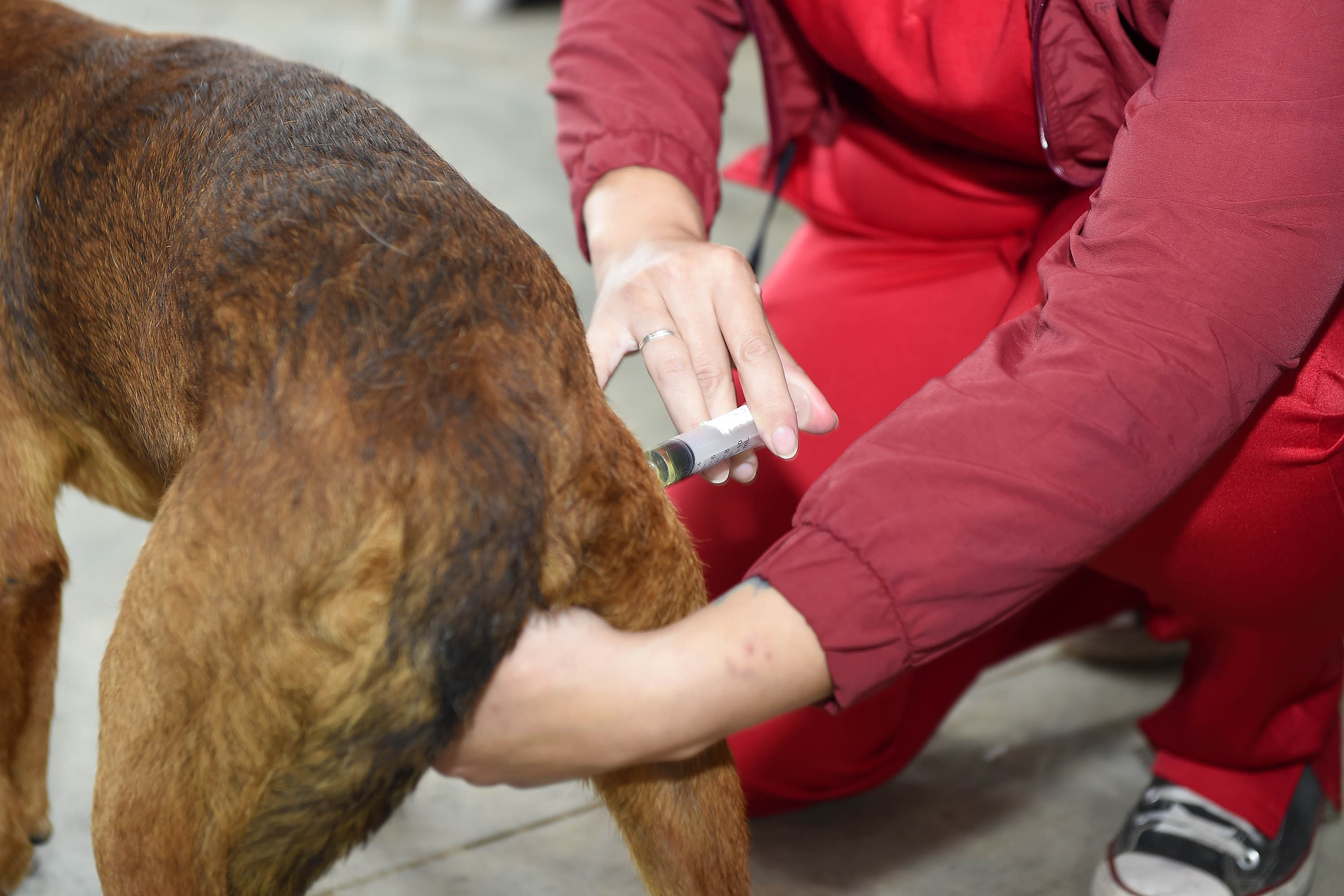 Proteção animal e humana: programa de castração também oferta vacina contra a raiva