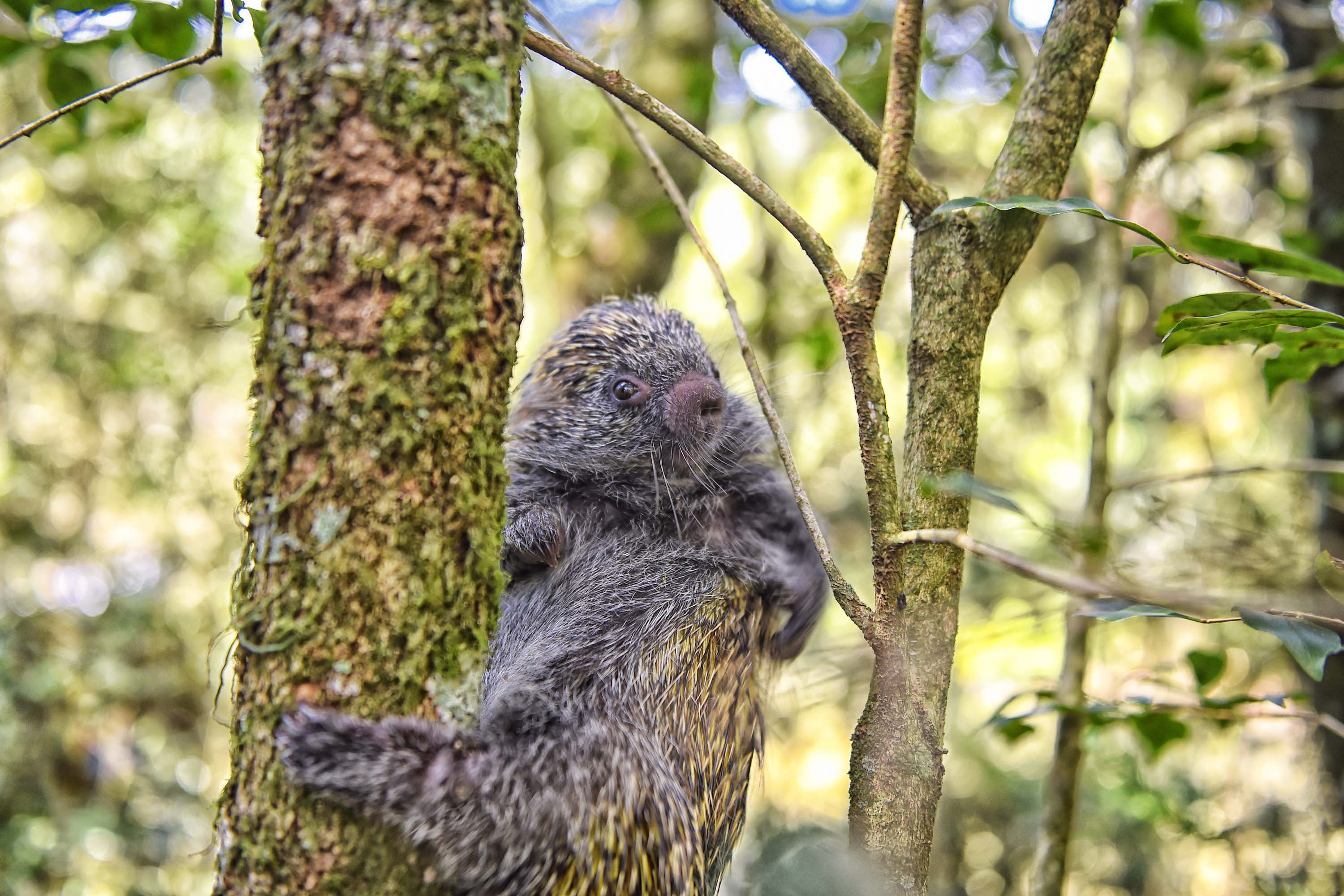 O ouriço é um dos animais silvestres que costuma se movimentar com o aumento gradativo da temperatura a partir da primavera Foto: Denis Ferreira Netto/SEDEST