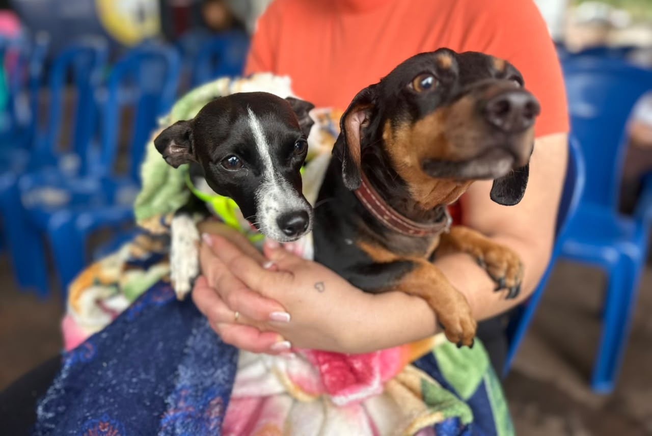 CastraPet beneficiou 15,8 mil animais do Litoral e RMC; confira agenda de novembro