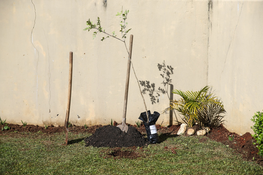 Paraná Mais Verde planta 413 mil árvores nativas