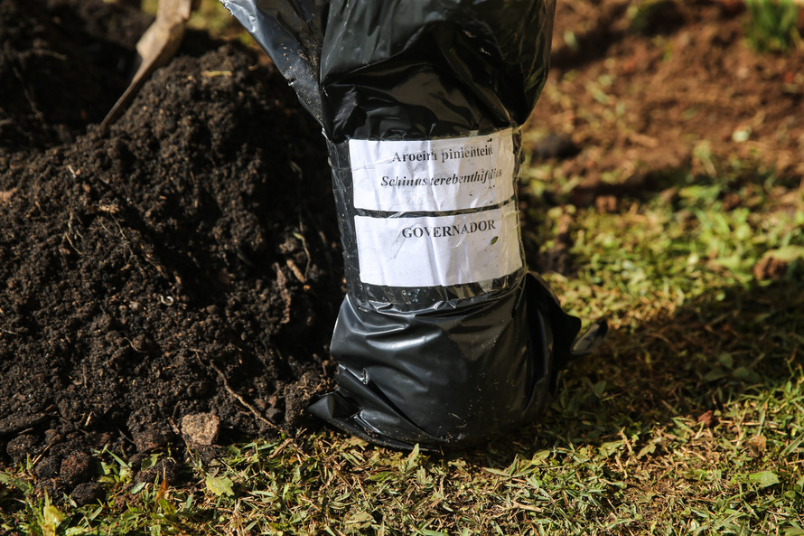 Paraná Mais Verde planta 413 mil árvores nativas
