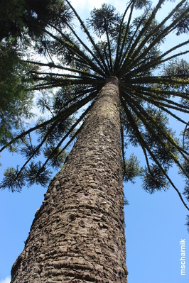 Colheita do pinhão é permitida somente a partir de 1º de abril.Curitiba, 17/03/2016.Foto: Mauro Scharnik/IAP