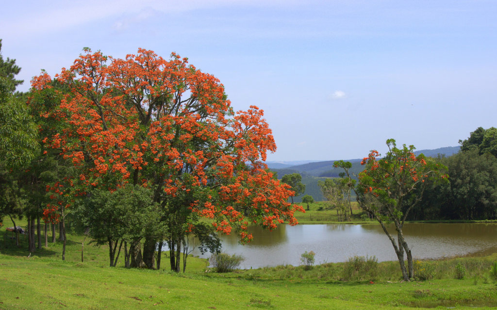 Florada de árvores nativas deixa primavera mais exuberante em várias regiões paranaenses. Na foto, Corticeira Falcata.Foto: Divulgação IAP