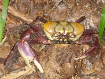 A temporada de captura do caraguejo-uçá começa nessa quinta-feira (1º) no Estado. O Instituto Ambiental do Paraná (IAP) alerta sobre as precauções e restrições necessárias para garantir a continuidade da espécie no território paranaense e os cuidados com o bem-estar dos animais.Curitiba, 30/11/2016.Foto: Divulgação IAP