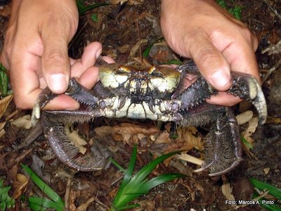 A temporada de captura do caraguejo-uçá começa nessa quinta-feira (1º) no Estado. O Instituto Ambiental do Paraná (IAP) alerta sobre as precauções e restrições necessárias para garantir a continuidade da espécie no território paranaense e os cuidados com o bem-estar dos animais.Curitiba, 30/11/2016.Foto: Divulgação IAP