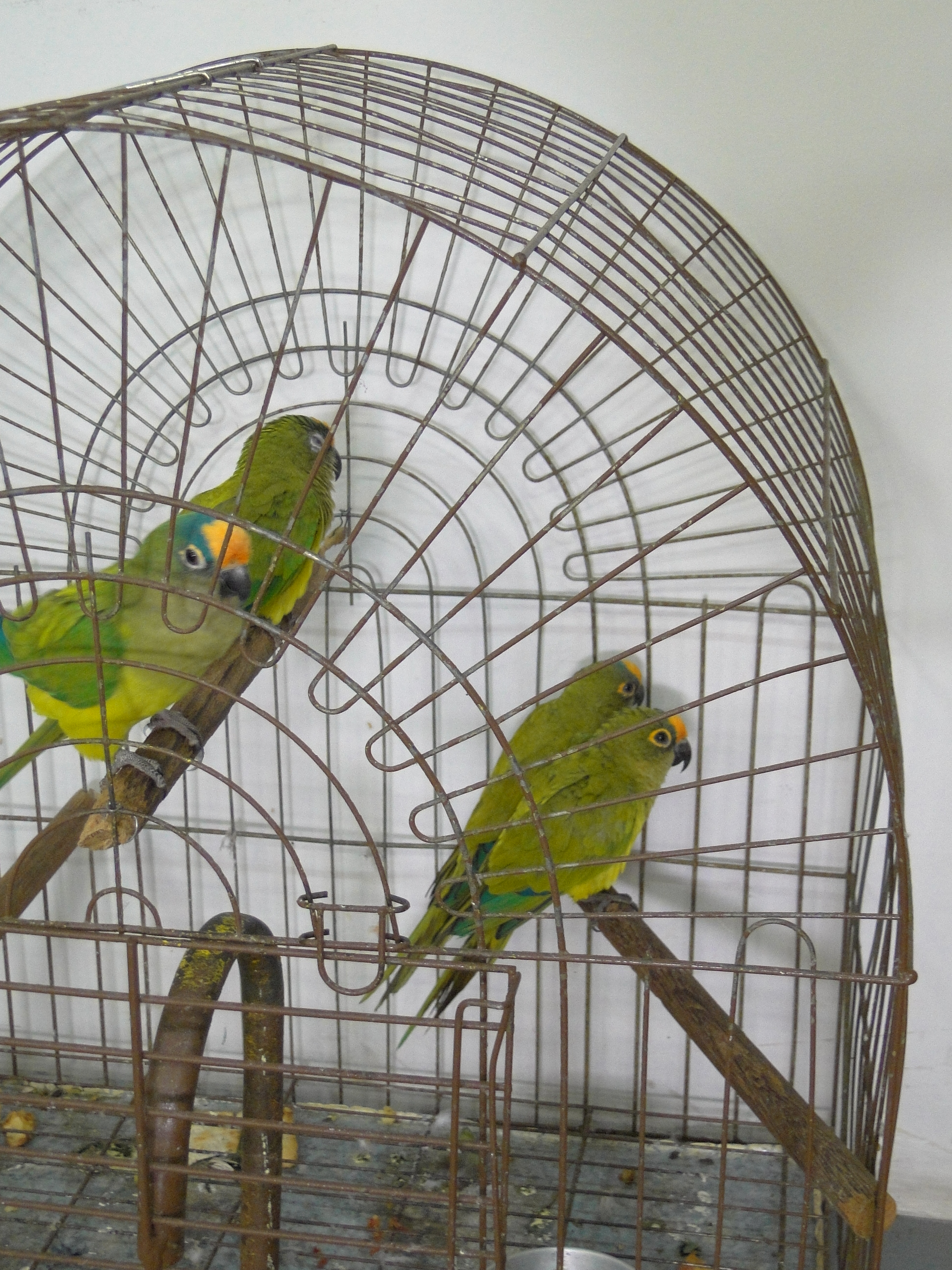 O Instituto Ambiental do Paraná (IAP) cedeu os cuidados de 32 pássaros silvestres a voluntários que se cadastraram junto ao órgão