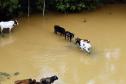Paraná cria Rede Integrada para Atendimento de Animais em Desastres