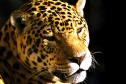  Governo atualiza Lista de Espécies da Fauna Ameaçada.