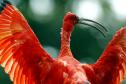  Governo atualiza Lista de Espécies da Fauna Ameaçada.