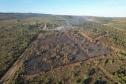 Ação de controle do pinus limpou em junho 11,2 hectares do Parque Estadual de Vila Velha