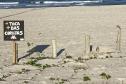 Mais biodiversidade no Litoral do Paraná: corujas-buraqueiras fazem tocas ao longo da nova Orla de Matinhos
