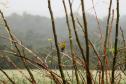 Frio segue no Paraná até a próxima semana; chuva congelada e neve descartadas