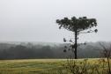 Um dos projetos aprovados prevê a preservação das florestas de araucárias, símbolo do Paraná