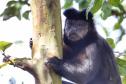 CAFS fecham o primeiro semestre com 1.099 atendimentos à fauna silvestre